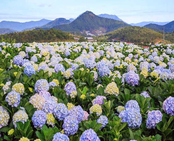 BÌNH BA – NHA TRANG – ĐÀ LẠT